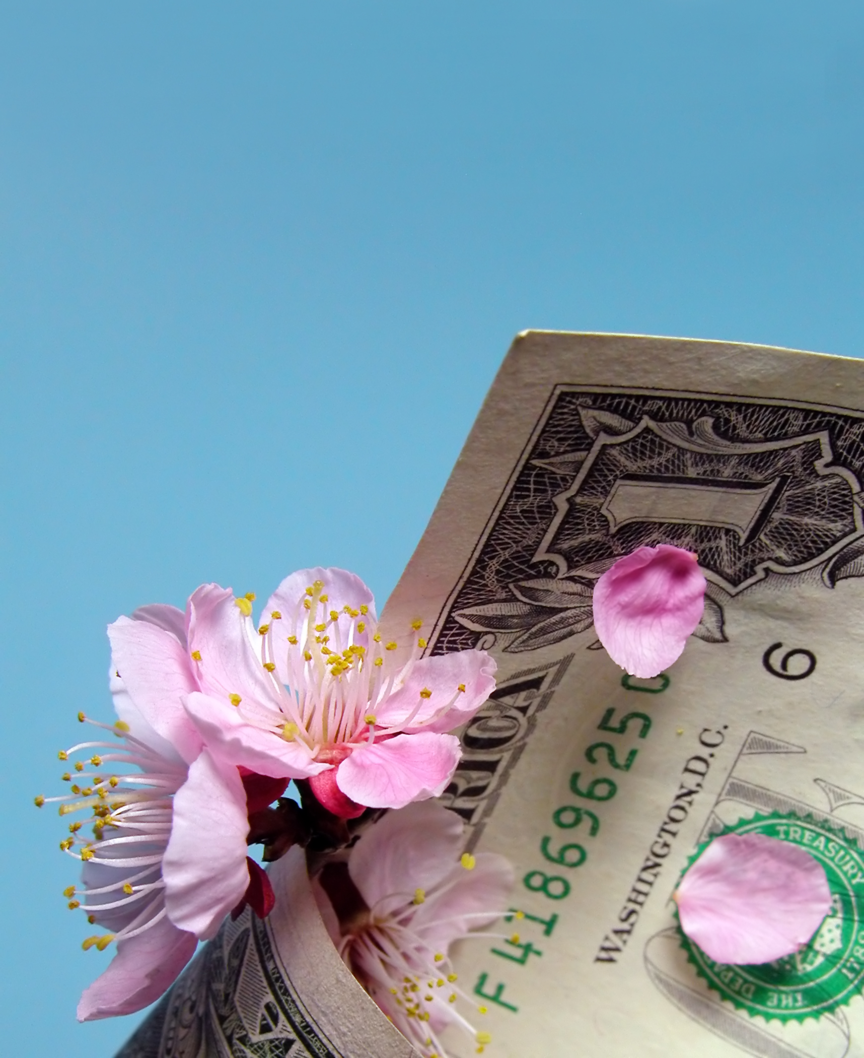 Cherry flowers and petals in a dollar bill cornet
